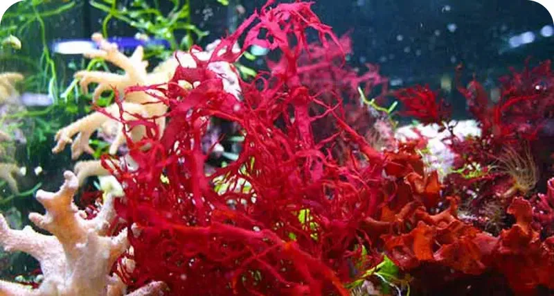 VISIVRA™ Astaxanthin antioxidant support for eye health