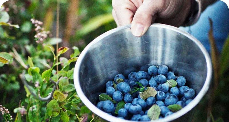 VISIVRA™ Bilberry Extract supports antioxidant eye nutrition